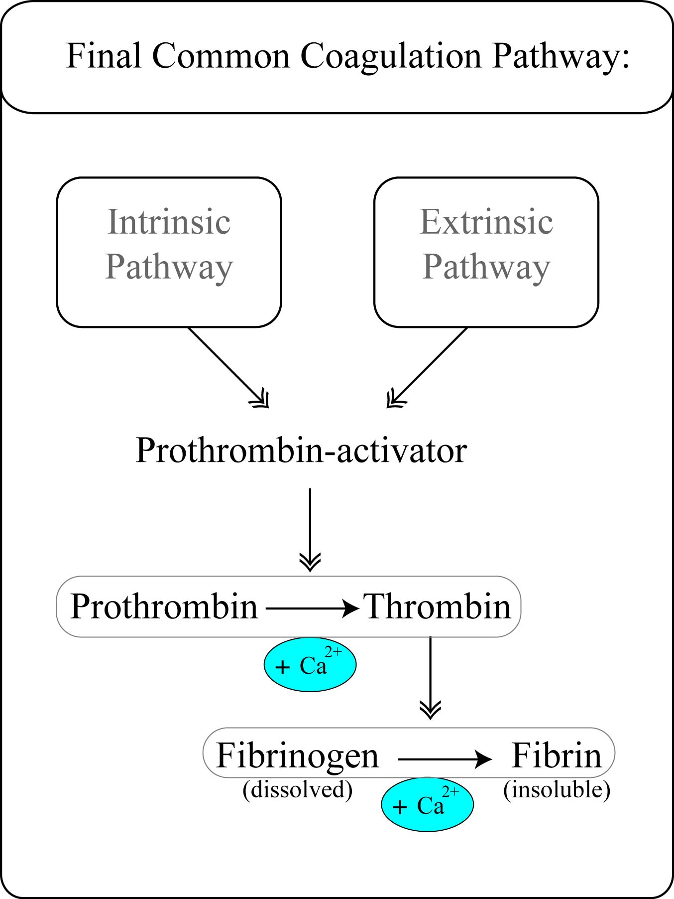 Hemostasis